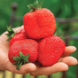 Клубника Свит Мэри ХХL