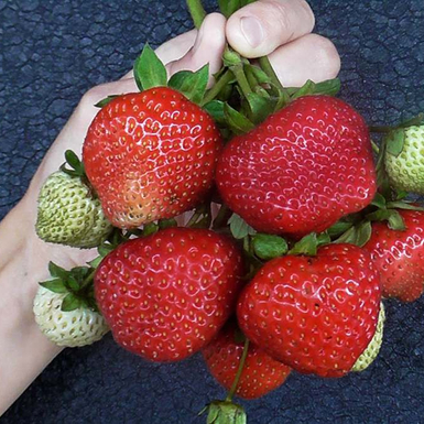 Клубника Эви 2