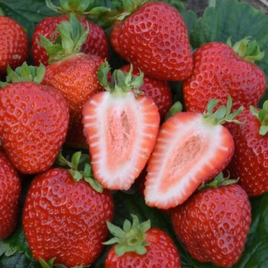 Клубника Сан-Андреас