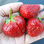 Клубника Королева Елизавета 2