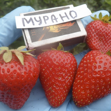 Клубника Мурано