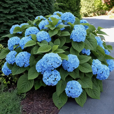 Гортензия крупнолистная Nikko Blue