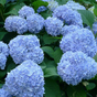 Гортензия крупнолистная Nikko Blue