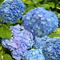 Гортензия крупнолистная Nikko Blue