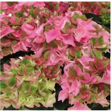 Гортензия крупнолистная Rembrandt Antico Fresco Pink