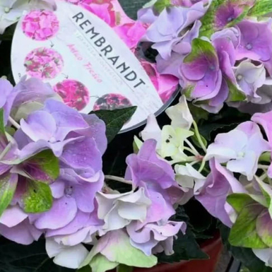 Гортензия крупнолистная Rembrandt Antico Fresco Blue