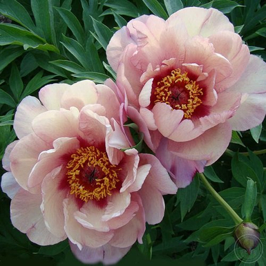 Пион ИТО-гибрид Берри Берри Файн (Berry Berry Fine)