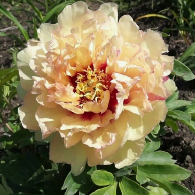 Пион ИТО-гибрид Кенери Брилиантс (Canary Brilliants)