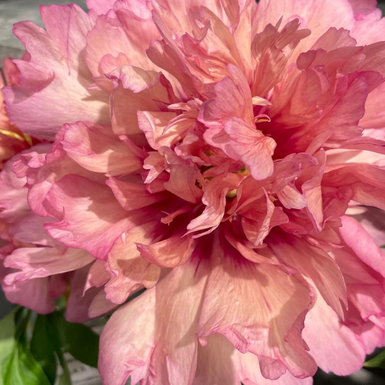 Пион ИТО-гибрид Хиллари (Hillary)