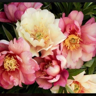 Пион ИТО-гибрид Джулия Роуз (Julia Rosе)