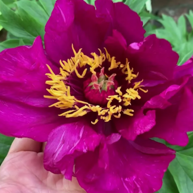 Пион ИТО-гибрид Монинг Лилак (Morning Lilac)