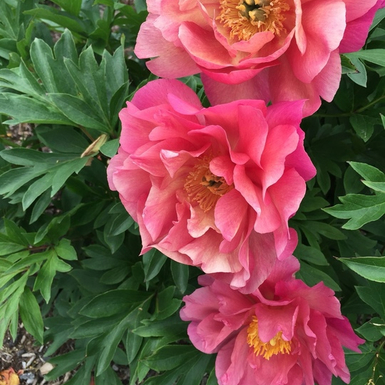 Пион ИТО-гибрид Нью Милениум (New Millenium)