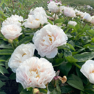 Пион травянистый гибридный Блашинг Принцесс (Blushing Princess)