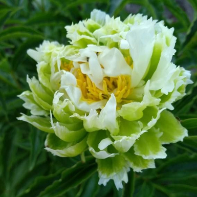 Пион травянистый молочноцветковый Грин Хало (Green Halo)