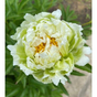 Пион травянистый молочноцветковый Грин Хало (Green Halo)