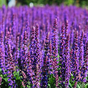 Шалфей дубравный West-Friesland Violet Blue.