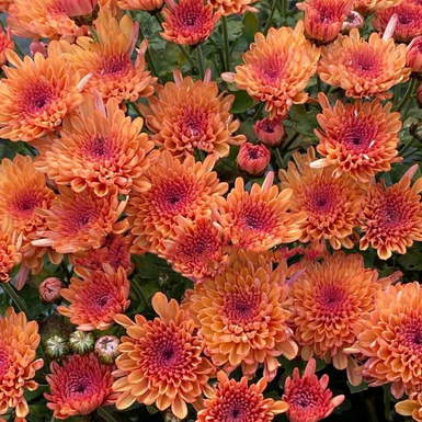 Хризантема Мультифлора Branhill Orange (Бранхилл оранж)