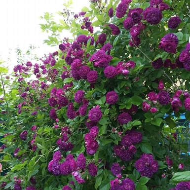 Роза плетистая Блю Маджента (Bleu Magenta)