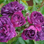 Роза плетистая Блю Маджента (Bleu Magenta)
