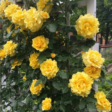 Роза плетистая Римоза
