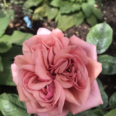 Роза шраб Стефани Роуз (Stefanies Rose)