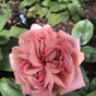Роза шраб Стефани Роуз (Stefanies Rose)
