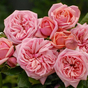 Роза шраб Стефани Роуз (Stefanies Rose)