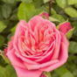 Роза шраб Стефани Роуз (Stefanies Rose)