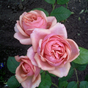Роза шраб Стефани Роуз (Stefanies Rose)