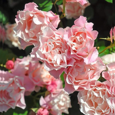 Роза японская Дафна (Porcelaine d’Orient, Daphne, Восточный Фарфор)
