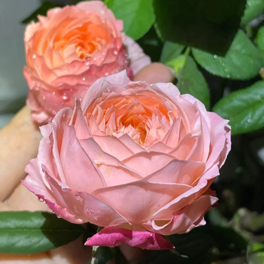 Роза японская Принцесса Сакура (Princess Sakura)