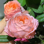 Роза японская Принцесса Сакура (Princess Sakura)