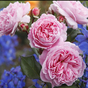 Роза флорибунда Розенграфин Мария Генриетта (Rosengräfin Marie Henriette)
