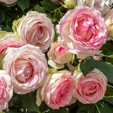 Роза флорибунда Эден Романтика (Eden Romantica)