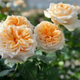 Роза чайногибридная Викториан Пич (Victorian Peach)