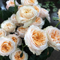 Роза чайногибридная Викториан Пич (Victorian Peach)