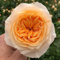 Роза чайногибридная Викториан Пич (Victorian Peach)