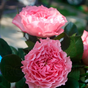 Роза чайногибридная Майра Роуз (Mayra's Rose)