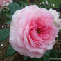 Роза чайногибридная Майра Роуз (Mayra's Rose)