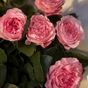 Роза чайногибридная Майра Роуз (Mayra's Rose)