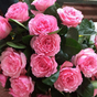 Роза чайногибридная Майра Роуз (Mayra's Rose)