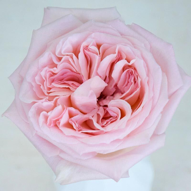 Роза чайногибридная Пинк Охара (Pink O'Hara)