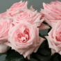 Роза чайногибридная Пинк Охара (Pink O'Hara)