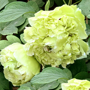 Пион древовидный Зеленые бобы Paeonia suffruticosa Dou lv