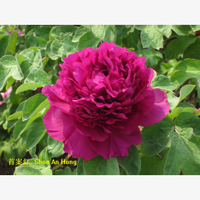 Пион древовидный Гранатовый браслет Paeonia suffruticosa Shou an hong