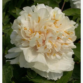 Пион древовидный Нежный голос Paeonia suffruticosa Yao huang