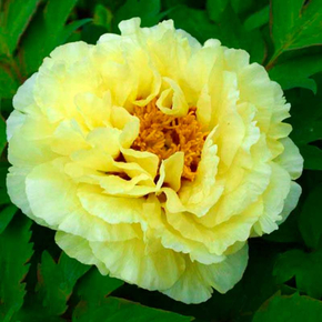 Пион древовидный Желтая Корона Paeonia suffruticosa Huang guan