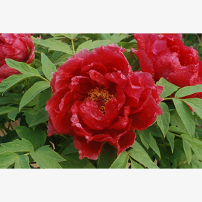 Пион древовидный Новое Солнце и Луна Paeonia suffruticosa Xin ri yue