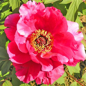Пион древовидный Граната Paeonia suffruticosa Xue gang