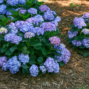 Гортензия крупнолистная Эрли Блю (Hydrangea macrophylla Early Blue)